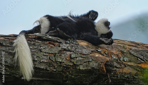 Photography Colobus Monkey sunbathing on a tree branch