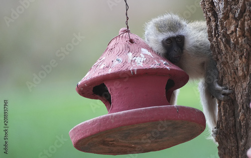 Photos Baby Vervet Monkey on a bird feeder