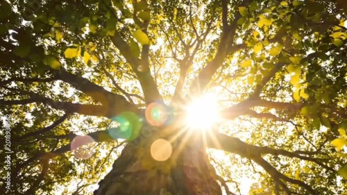 Looking up at a large, old tree with bright yellow-green leaves, sun shining through branches in slow motion, natural lens flare and bokeh.