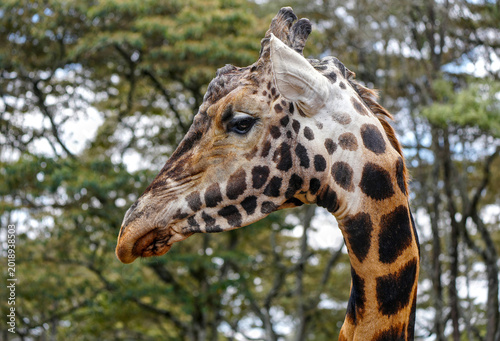 Bild auf Leinwand Side profile of a Giraffe
