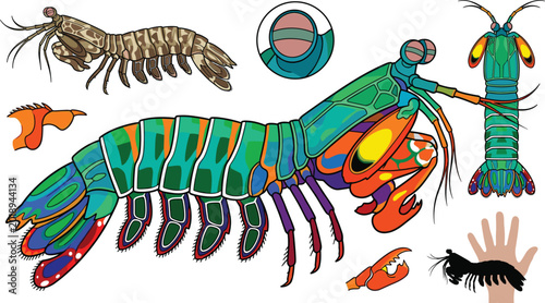 Photography Mantis shrimp collection featuring vibrant peacock and zebra species, detailed anatomical studies of eyes and dactyl clubs, and a scale comparison