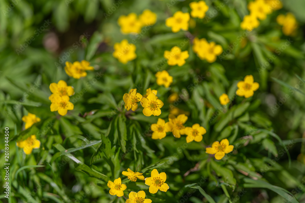 Obraz premium Bright spring blossom. Highdefinition image of blooming yellow blossom with textured petals. Sharp macro shot revealing intricate leaf patterns and vibrant floral details