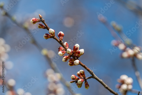 Photography Branch with buds against sky