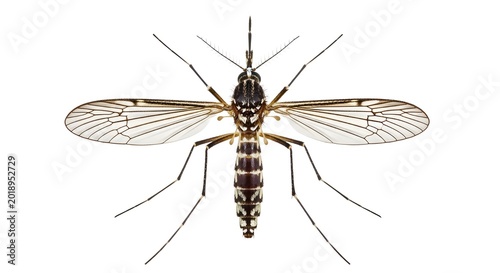 A large mosquito with brown and white stripes on a white background