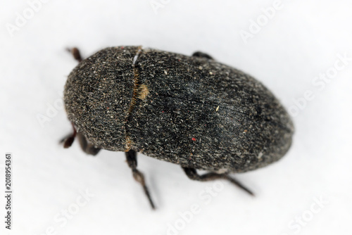 Photography Dermestes laniarius, beetle in the family Dermestidae, the skin beetles
