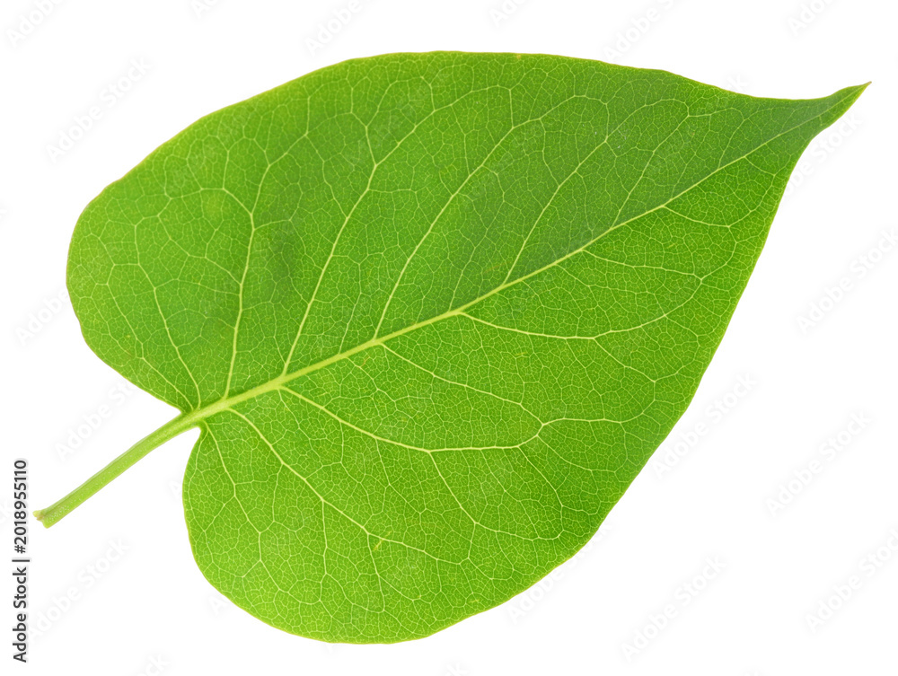 Obraz premium One fresh green lilac leaf isolated on white