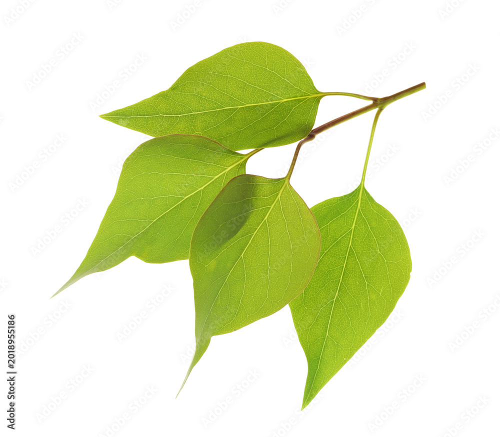 Fototapeta premium Fresh green lilac leaves isolated on white