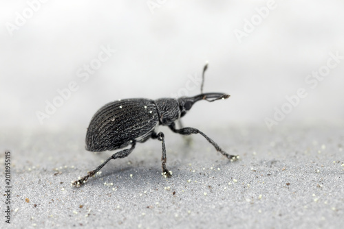 Quadro em tela Birch Catkin Weevil, Betulapion simile