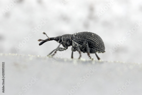 Bild auf Leinwand Birch Catkin Weevil, Betulapion simile