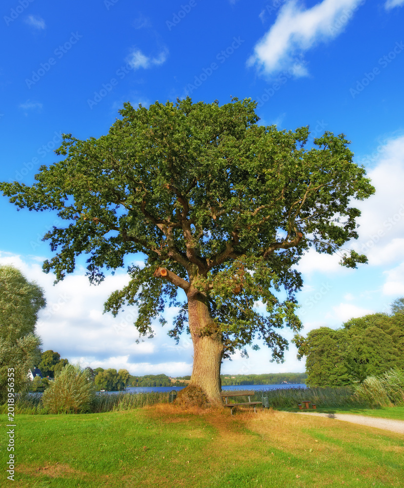 Naklejka premium Landscape, blue sky and tree with lake in nature for travel, adventure and summer holiday. Spring, plants or growth in meadow with green foliage, sustainable environment and river on vacation getaway