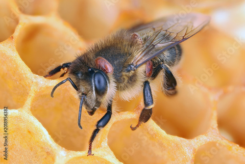 Photos Honeybee infested with the parasitic mite Varroa.