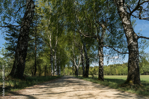 Scenic Road Lined with Fresh Spring Birch Trees