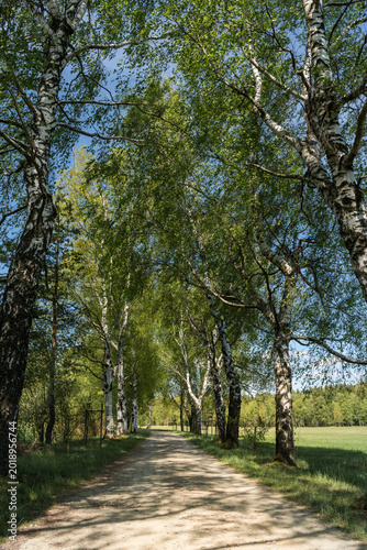 Scenic Road Lined with Fresh Spring Birch Trees