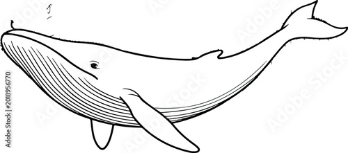 Bild auf Leinwand Humpback whale minimalist line art vector drawing of swimming aquatic mammal for coloring and creative design