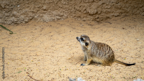Meerkat or Suricata suricatta or suricate in Safari Park of Dubai, UAE. Small mongoose found in southern Africa