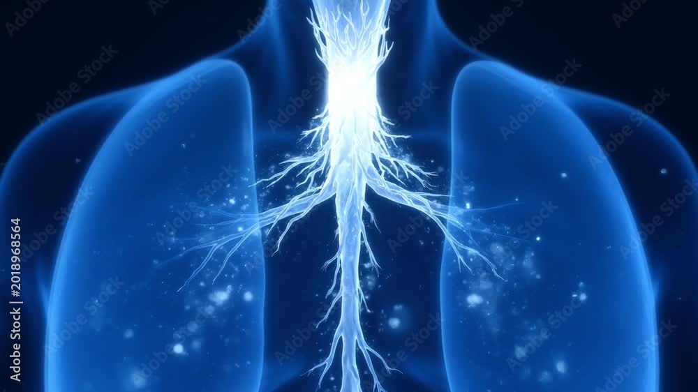 Human respiratory system 3D animation, glowing blue lungs and trachea ...