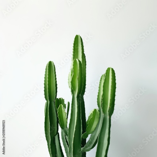 Cactus Stands Tall Against Simple Wall in Bright Indoor Space During Daytime
