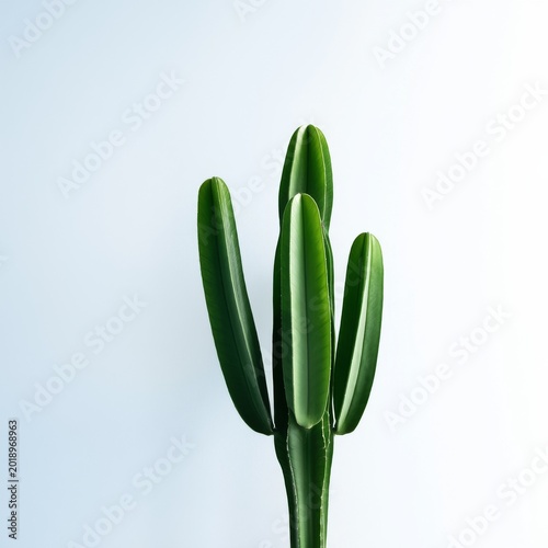 Cactus With Green Stems Standing Against a Light Background in a Bright Indoo...