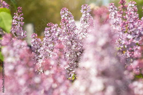 Blooming lilac in May close-up with blurred background.