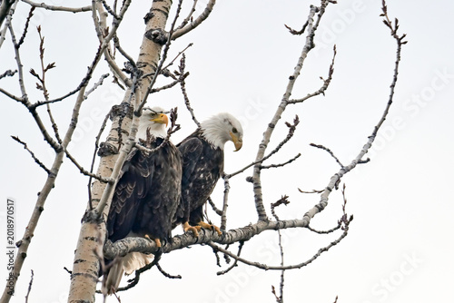 A pair of bald eagles perched closely in an Alaska cottonwood tree.