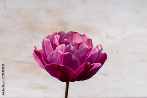 Violet Double Tulip Resembling a Peony Blossom.
