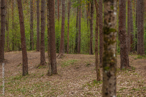 Fotografija Dense forest with tall pine trees and scattered foliage, showcasing a natural la