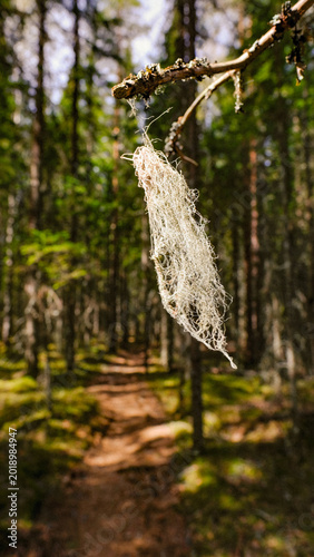 Valokuva Horsehair lichen (Bryoria) hanging from a branch with a forest path in the backg