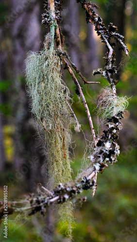 Quadro su tela Horsehair lichen (Bryoria) hanging from a branch