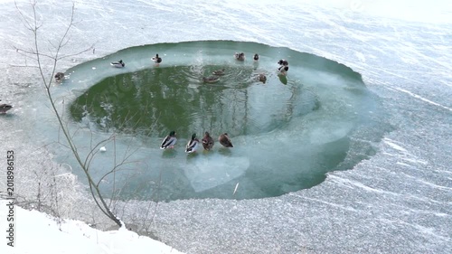 ice covered tree