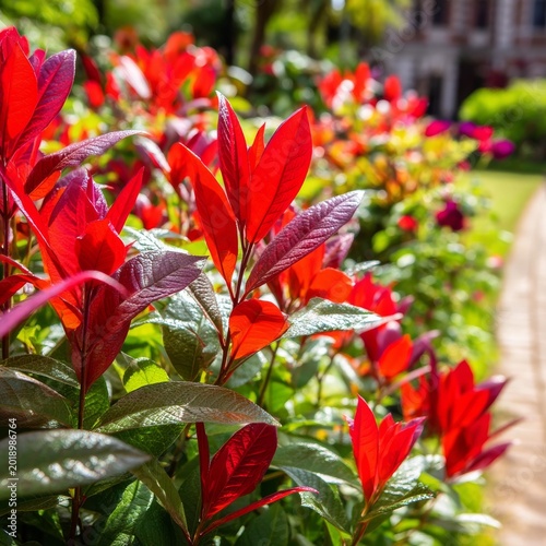 Bright Red Plants Line Pathway in a Garden Under Sunlight During the Day