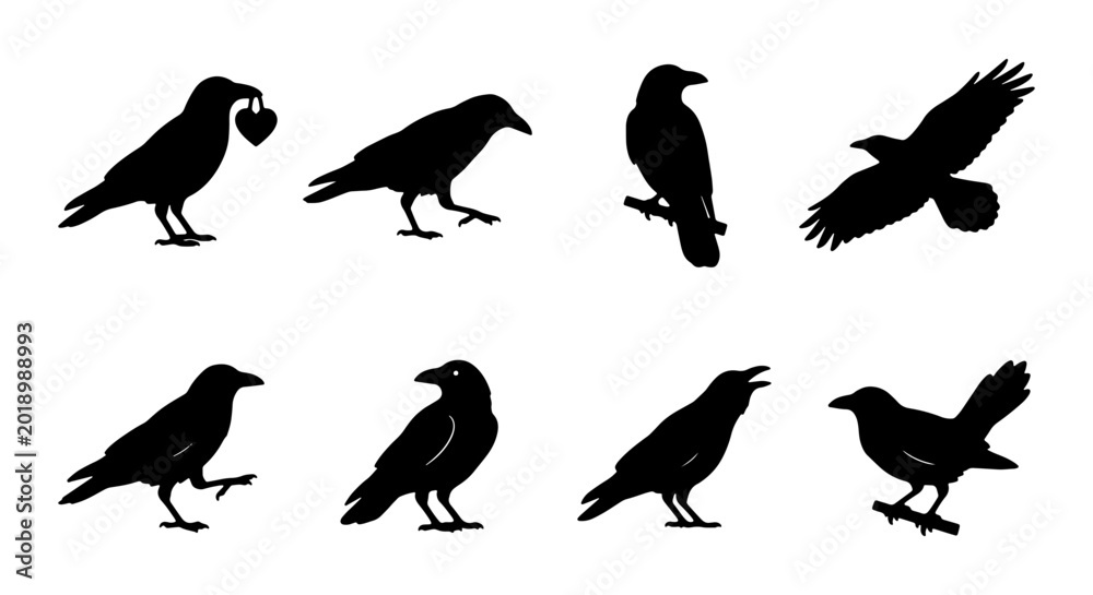 Fototapeta premium Crow Silhouette Collection, Black Bird Vector Icons, Raven Poses, Flying and Perching Wildlife