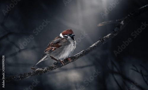 Canvas Print Small brown and white bird perched on a thin branch in a dark, atmospheric setti