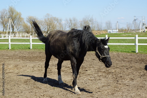 horse and foal