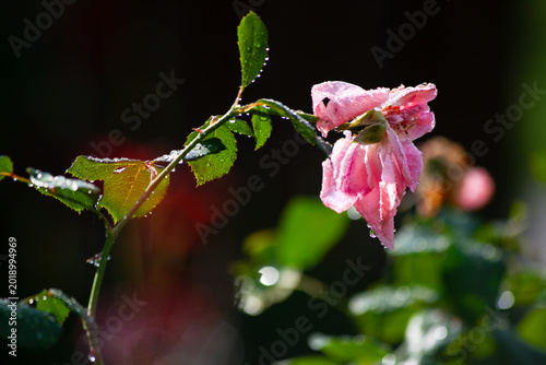 Photos Pink rose flower with leaves covered with water drops