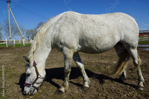 horse and foal