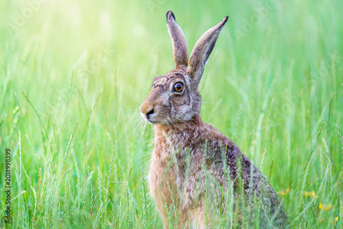 Dziki zając szarak (Lepus europaeus) siedzący w wysokiej trawie na zielonej łące. Portret zwierzęcia w naturalnym środowisku o poranku. Przyroda i polna fauna.
