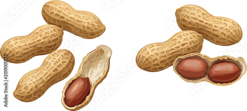 Bild auf Leinwand Set of realistic peanut vector illustrations featuring whole roasted peanuts in shells, cracked open shells, and brown nut seeds isolated on white background for snack packaging