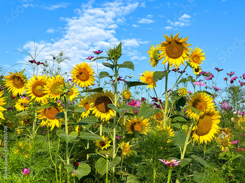 Fotografie Colorful field of blooming sunflowers and wildflowers beneath a vivid blue sky with scattered clouds, capturing the beauty of summer in a natural meadow landscape
