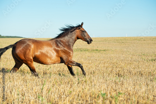 bay young mare speedly running at rye meadow at sunny evening. close up