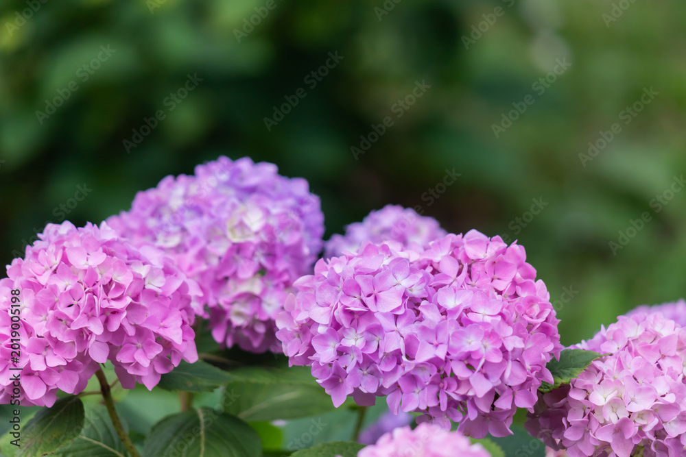 Obraz premium Vibrant pink hydrangea blooms contrast with purple clusters in a lush garden scene. Close-up focus on petals and foliage creates a fresh, colorful floral portrait suitable for nature, garden, and outd