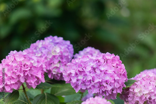 Vibrant pink hydrangea blooms contrast with purple clusters in a lush garden ...