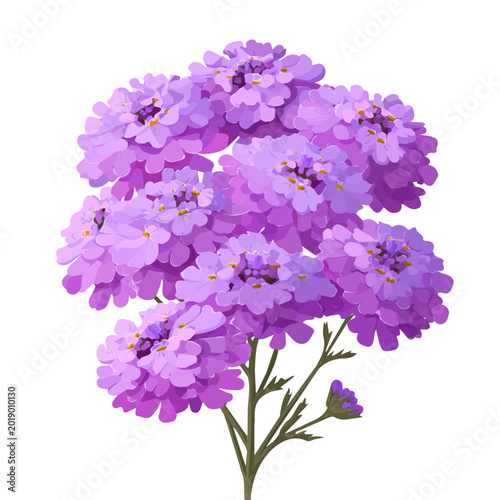 Quadro su tela 2D flat vector graphic of a Verbena Flower in icon style, isolated on white back