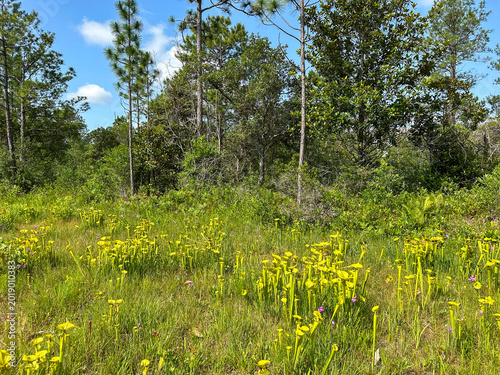 Clusters of yellow pitcher plants grow across an open pine savanna wetland, creating a striking display of carnivorous plants within a biodiverse southeastern ecosystem.