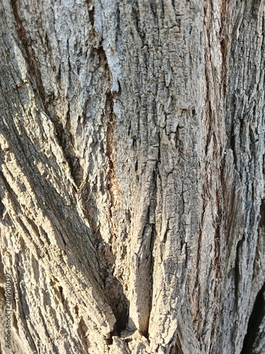 A detailed close-up of rough tree bark showing natural texture, patterns, and cracks. backgrounds