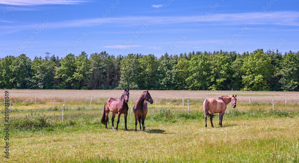 Naklejka premium Agriculture, horses and herd on grass in field for sustainable farming, ranching or conservation. Herbivore, group and animals in pasture for land management, livestock habitat or natural environment