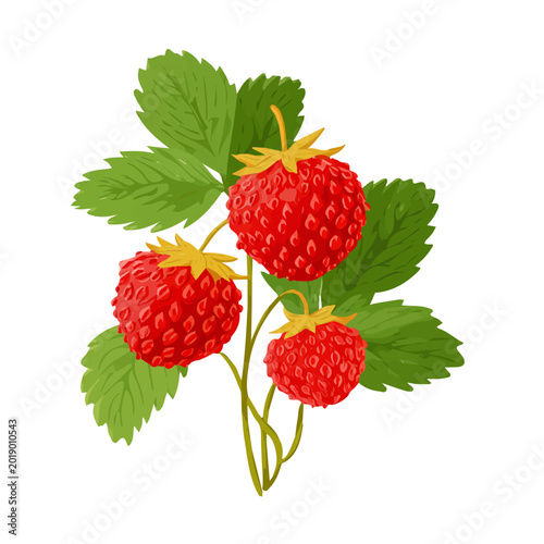 Wild Strawberry, presented as a modern flat 2D vector icon graphic on a white background