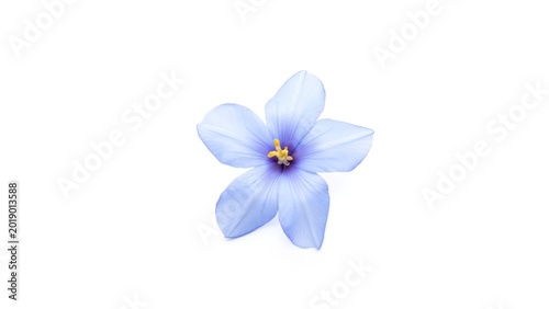 Vibrant Blue Six-Petal Flower
