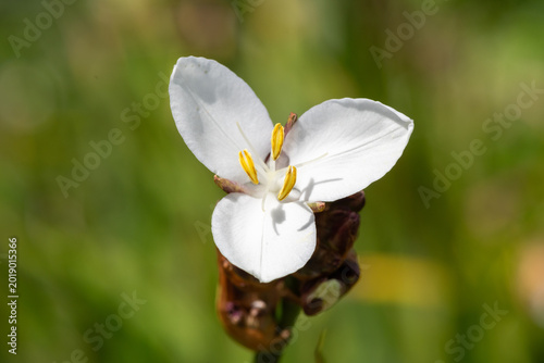 Photos Close up of a libertia grandiflora in bloom