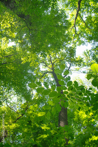 Sunlight in the green forest, spring time