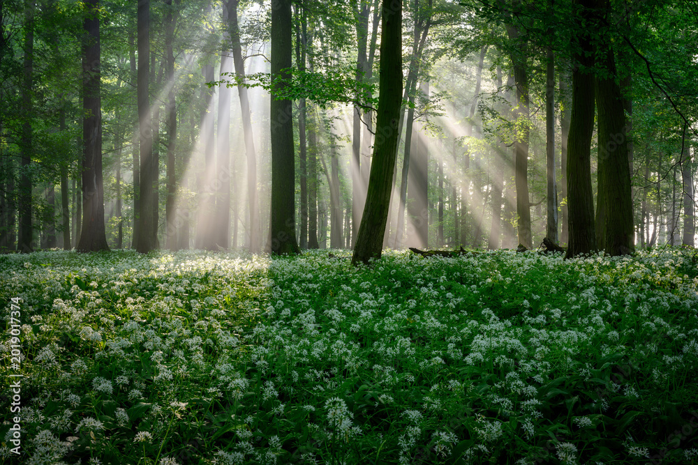 Naklejka premium Beautiful morning in forest full of blossoming wild garlic